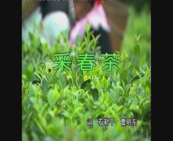 采春茶