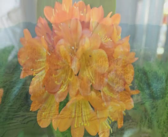 梨翁花